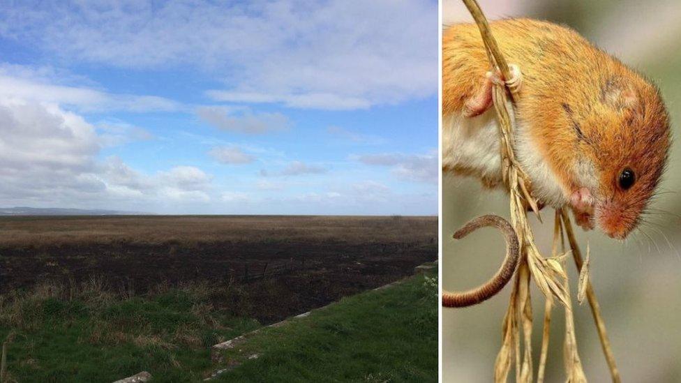 Dee Estuary fire damage / harvest mouse