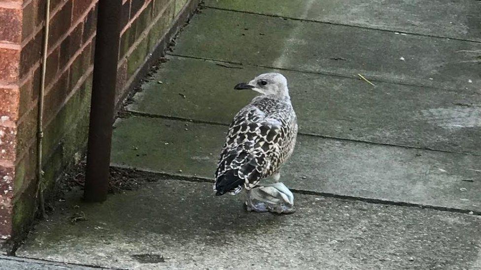 Gull stuck in face mask