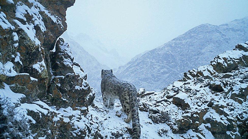 snow leopard