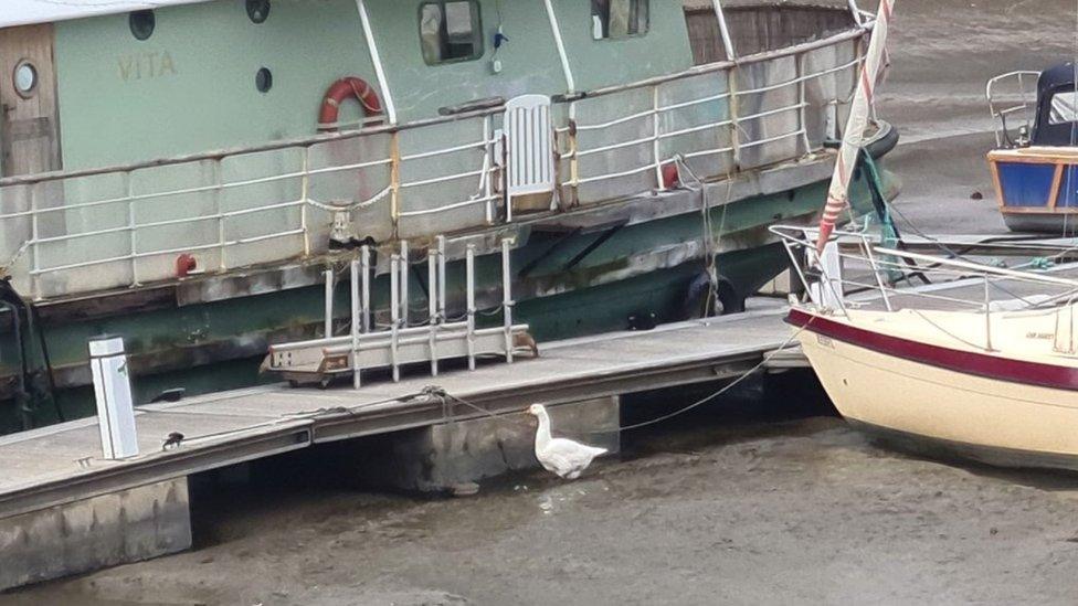 The goose next to boats