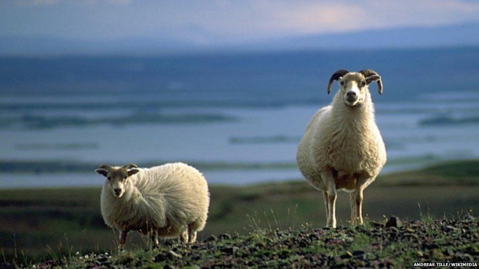 Two sheep standing in front of a lake in Iceland