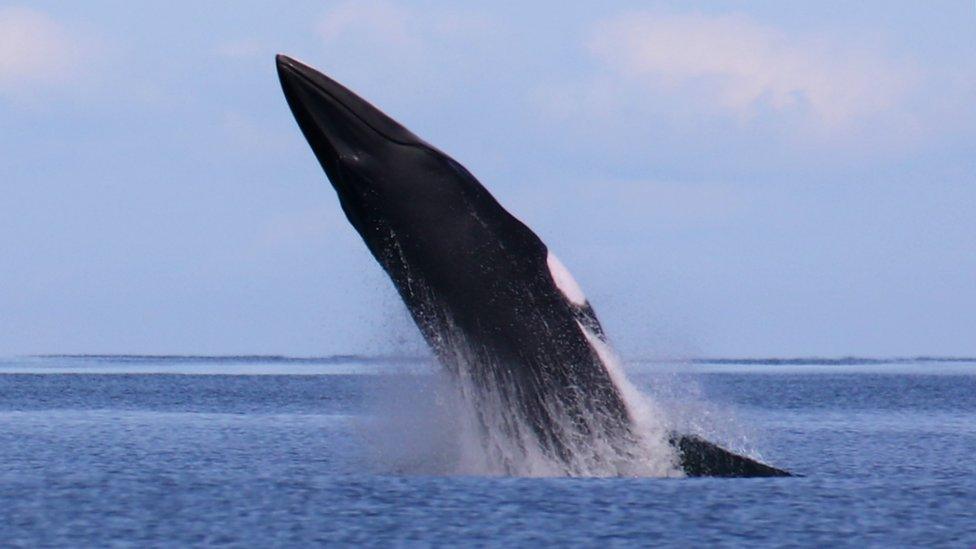 Minke whale breaching off the Isle of Man