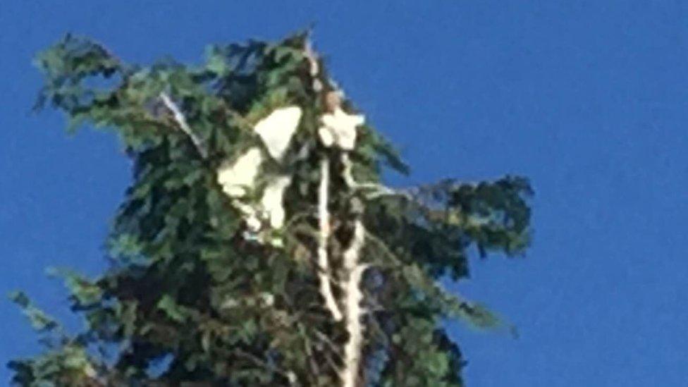 Kitten in tree