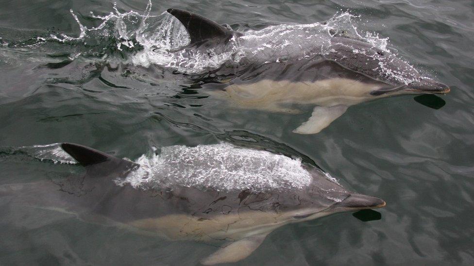 Common dolphins