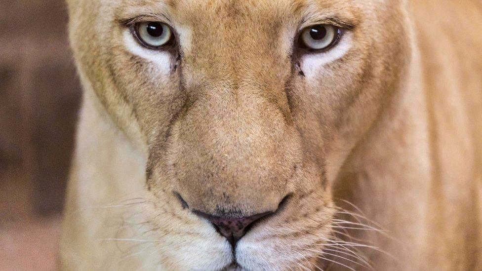 File image of a zoo lion