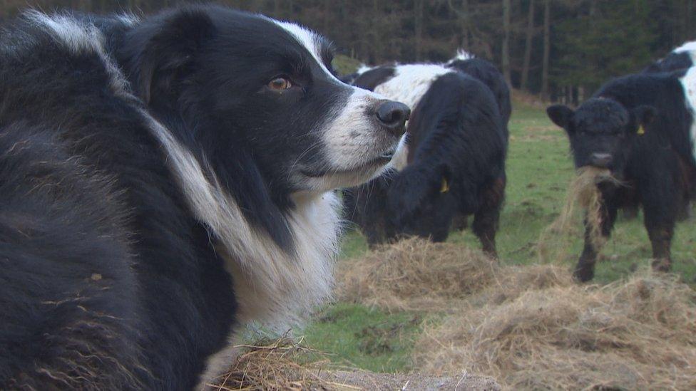 Sheepdog looks at cows