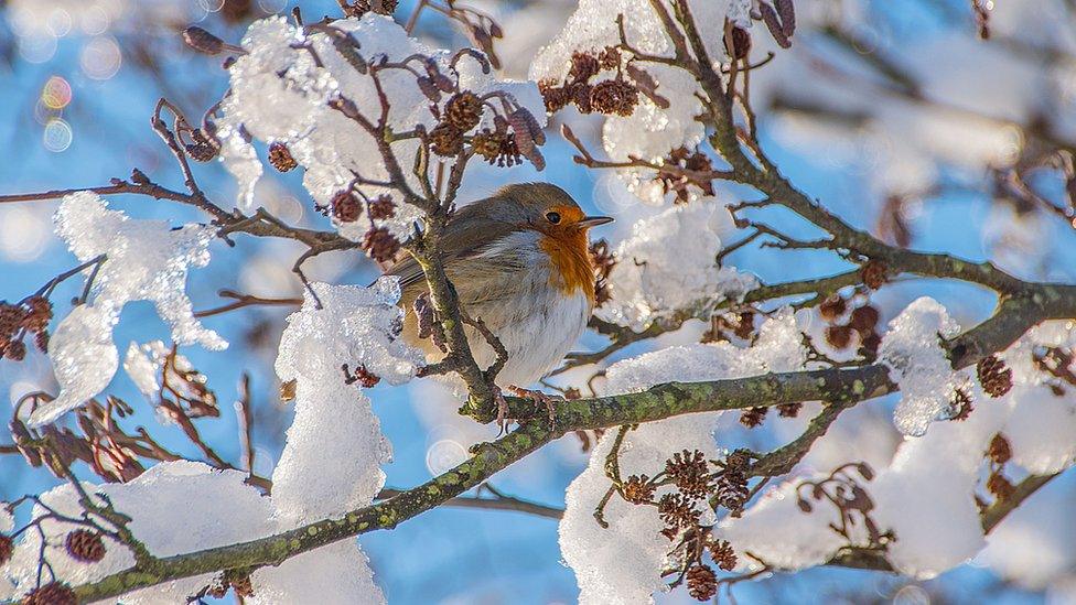 Robin in Dare Valley Country Park