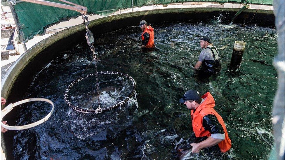 Loading fish at Sterling Caviar