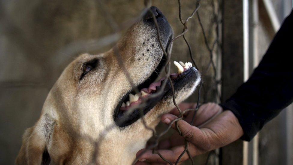 A dog trainer works with a previously abandoned dog at a police centre in Saltillo, Mexico March 4, 2016.