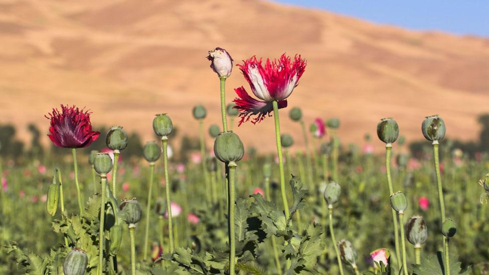 Poppy field in Afghanistan