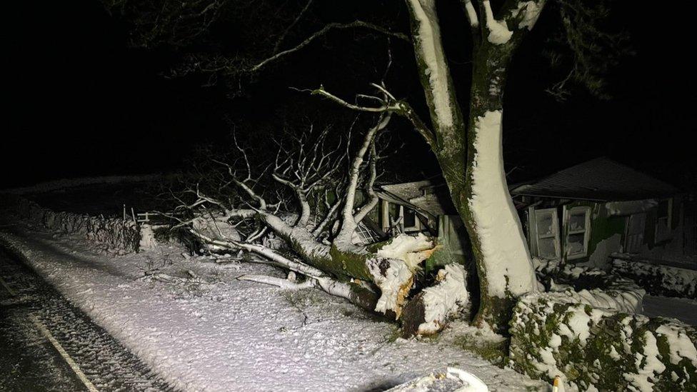 Fallen tree in North Yorkshire