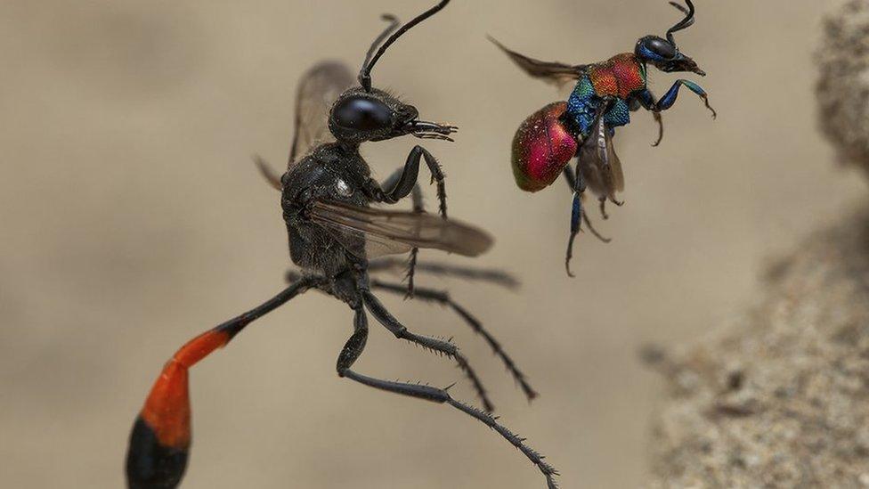 red-banded sand wasp and a cuckoo wasp