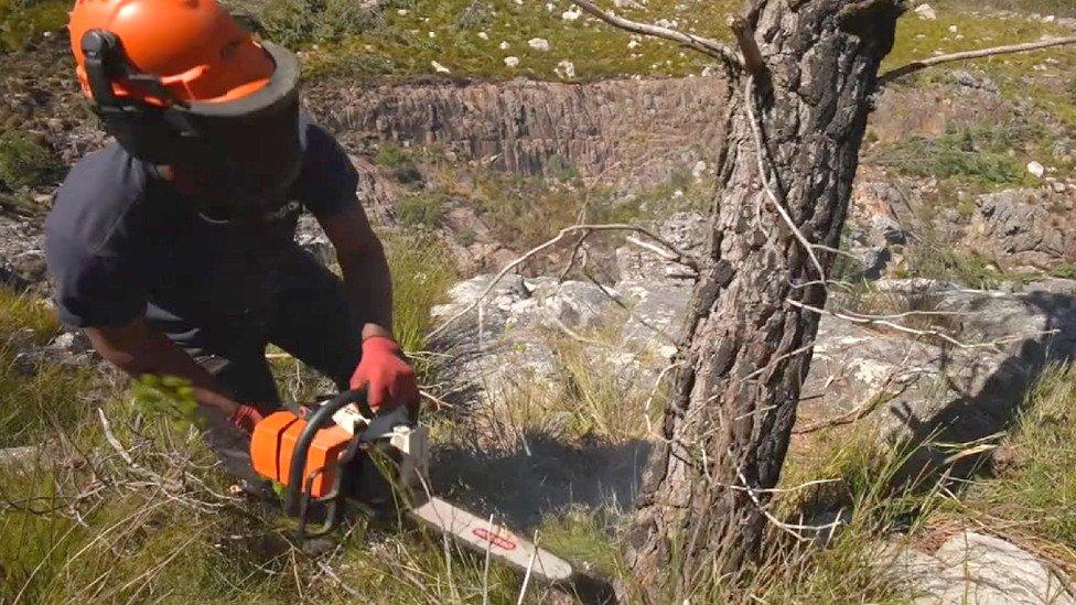 A man cutting down a tree in Cape Town, South Africa