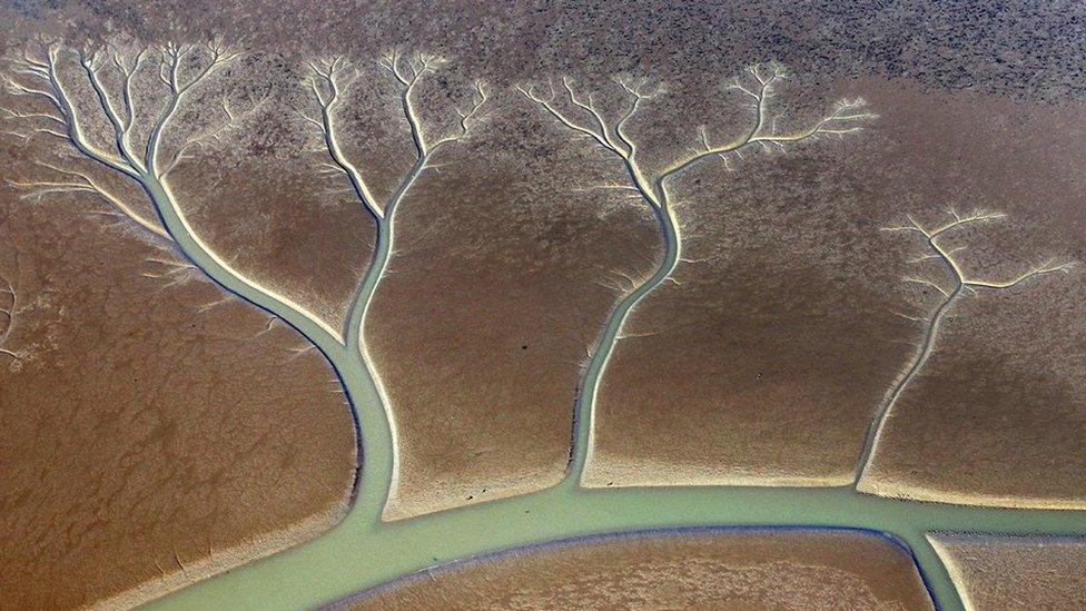 'Trees of life' in mudflats