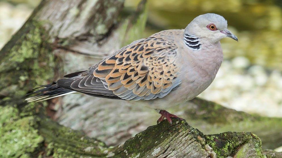 Turtle dove