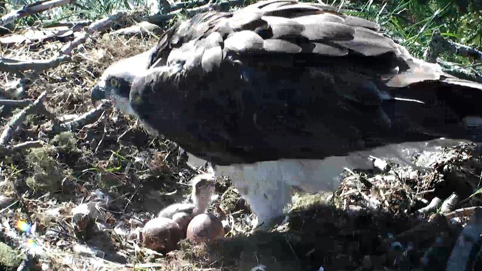 Adult osprey and chick