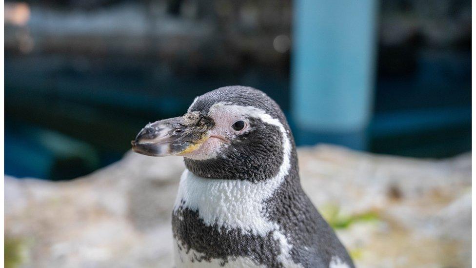 A Humboldt penguin in its pen