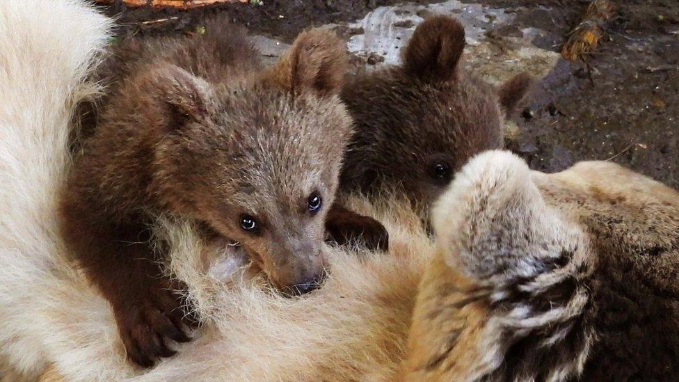 Two bear cubs and their mother