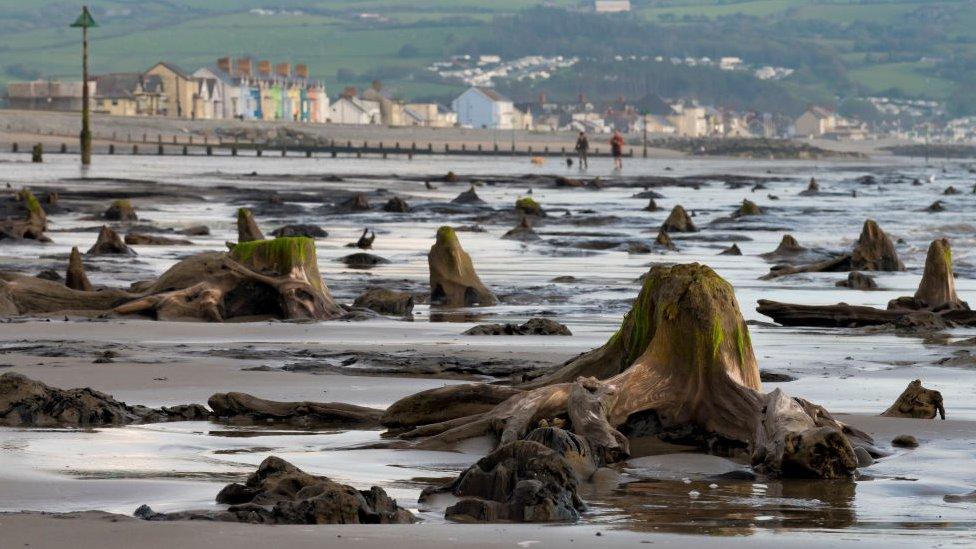 Remains of forest uncovered by Storm Hannah.