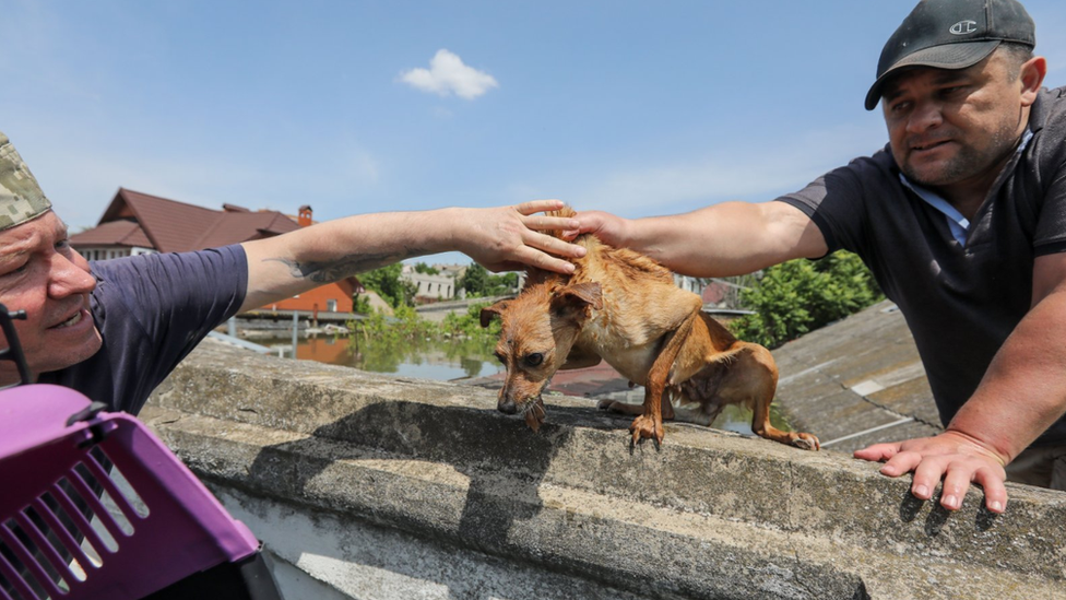 Local residents have tried to save pets and livestock from flooded areas