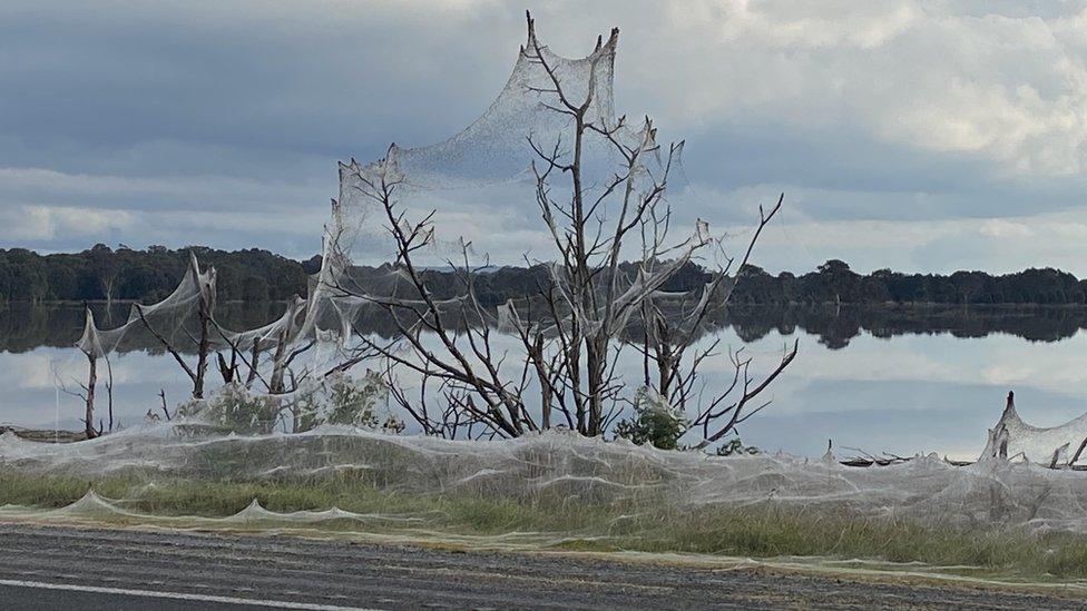 A massive spider web covers a tree