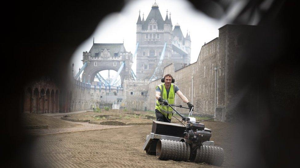 A gardener rolls over seeds sown by hand in the moat at the Tower of London for the Superbloom display, which will mark the Queen's Platinum Jubilee. Over 20 million seeds will be sown in the moat using carefully designed seed mixes to form the flower display which runs from June through to September. Picture date: Wednesday March 30, 2022.