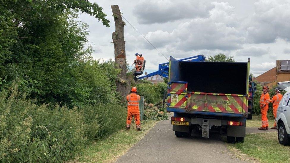 Felling of oak tree in Bretton