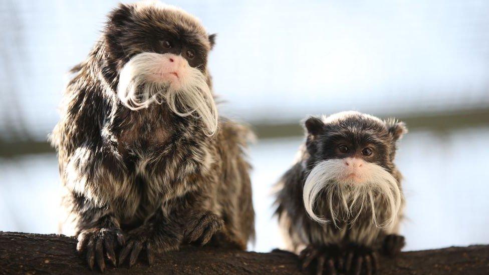 Emperor tamarin monkeys