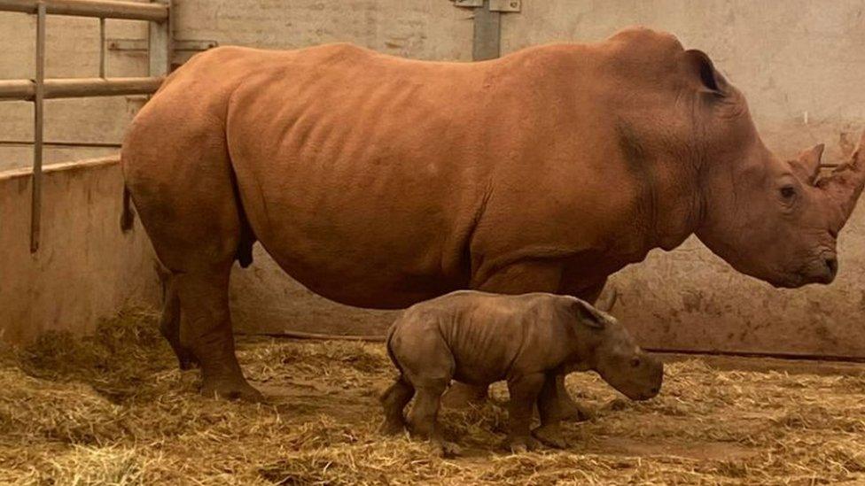 The mother stands next to the calf