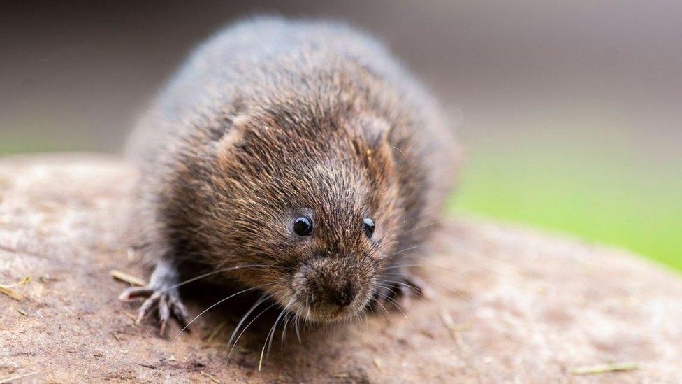 Water vole on Holnicote Estate