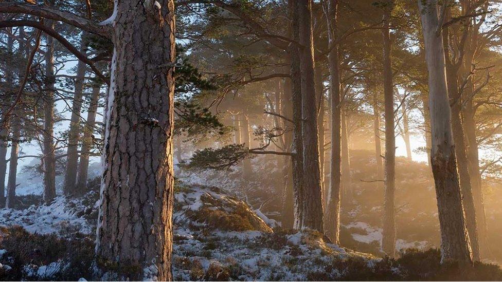 Dr Muir's winning portfolio includes images taken in Glen Affric in the Highlands