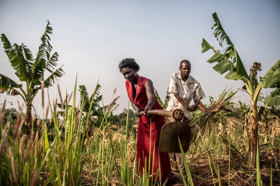 Julius and his wife work the fields on their farm.