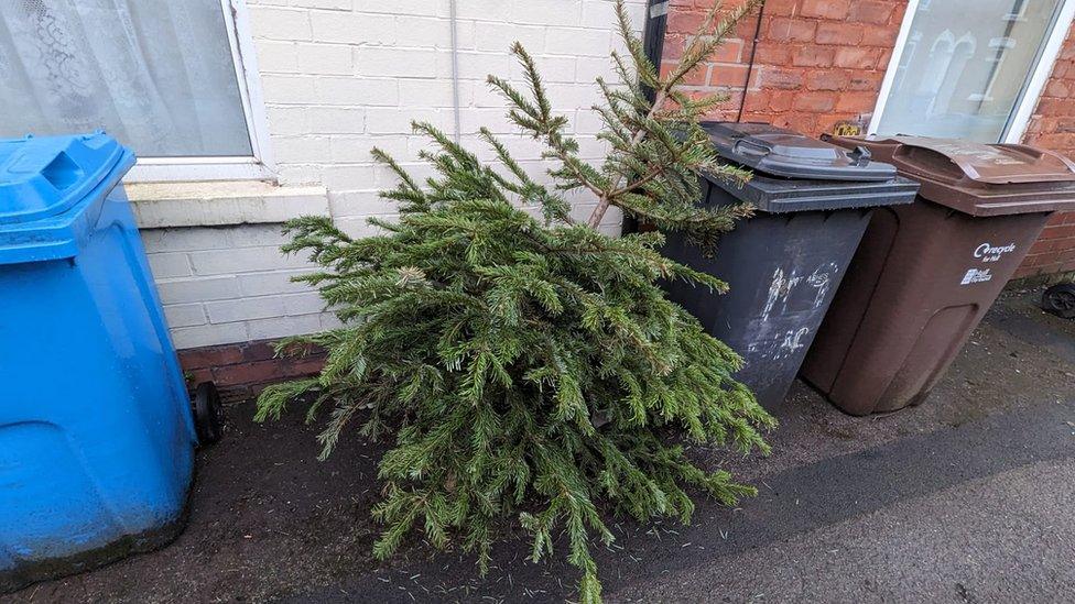 Christmas Tree on street