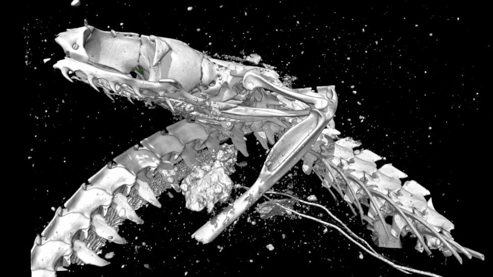 The open-mouthed skull of the Egyptian cobra, as revealed by X-ray microtomography