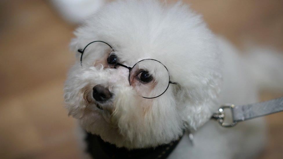 Bobby Joe, who has his own instagram account, walks the halls on the fourth day of Crufts Dog Show