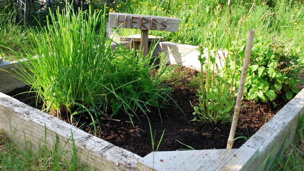 Plants grow in the 'herb' section of the garden