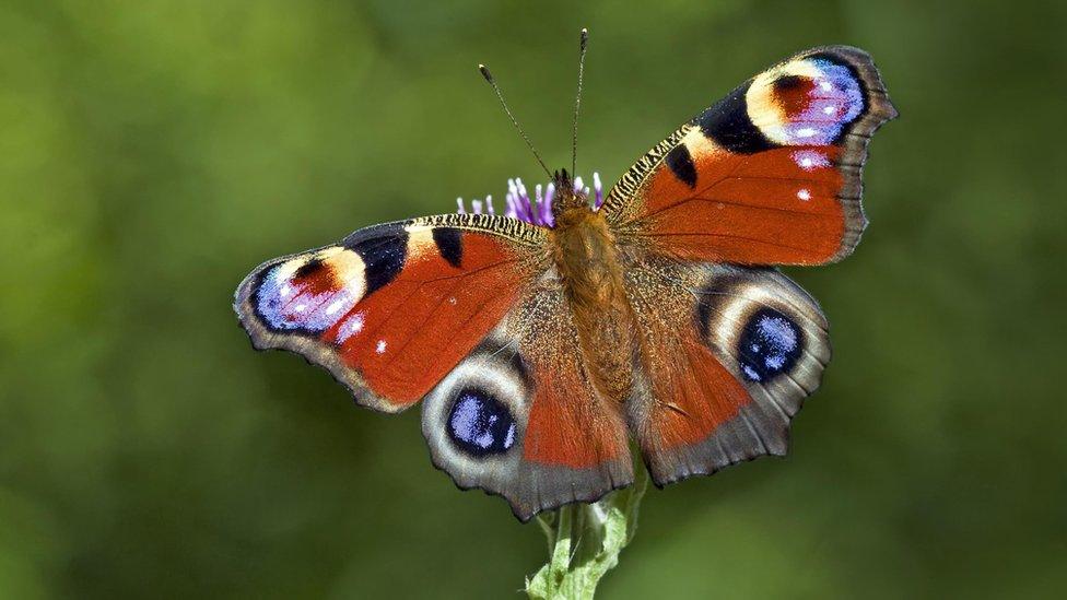 Peacock butterfly