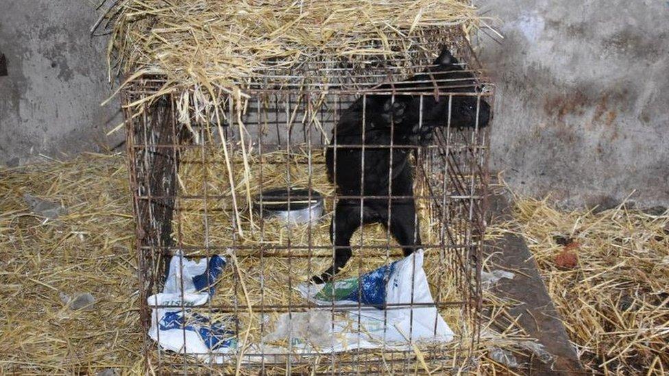 Dog in a cage