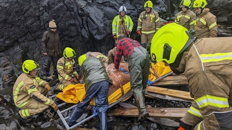 Rescue of pregnant cow