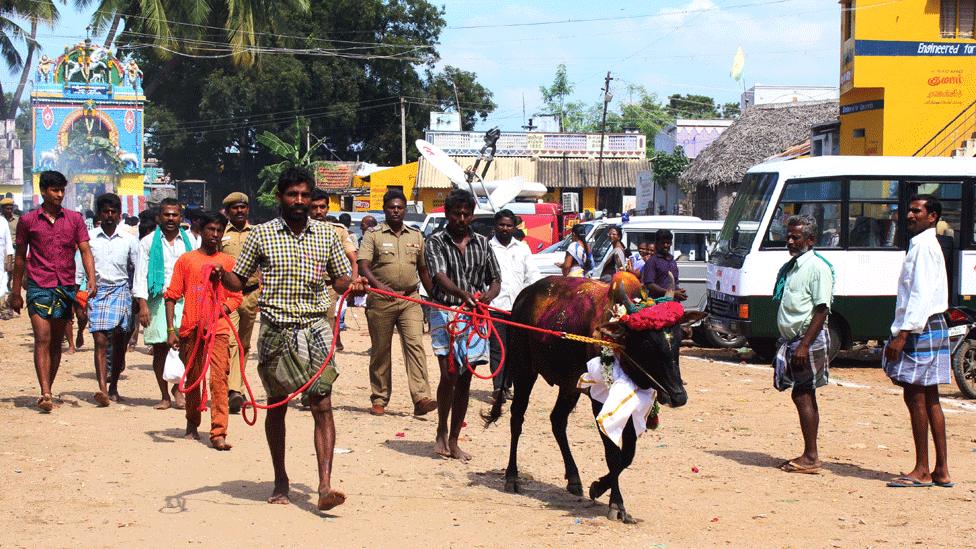 Bulls are taken in a symbolic protest against the ban, Palamedu, December 2015