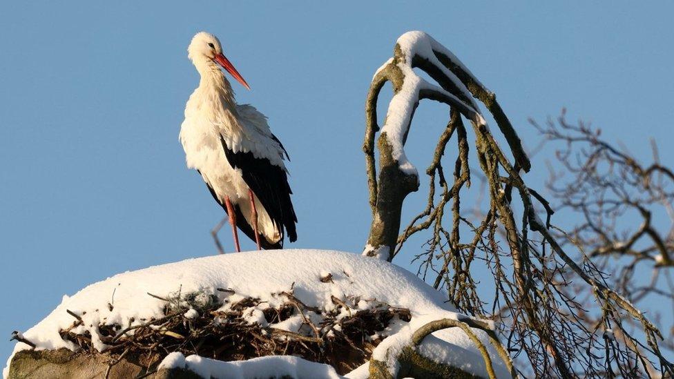 A white and black stork looks at a snow covered branch