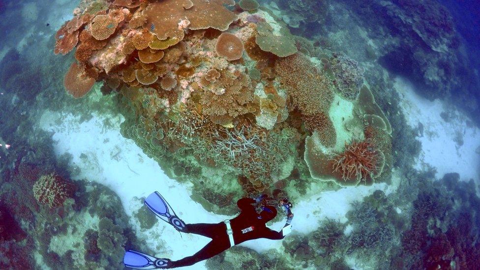 A diver inspects a coral reef