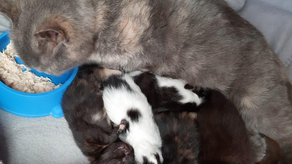 The kittens with their new mum