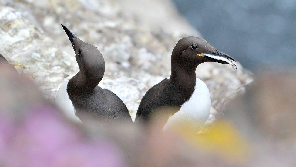 Guillemots at Fowlsheugh