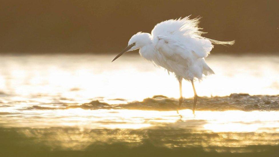 Egret