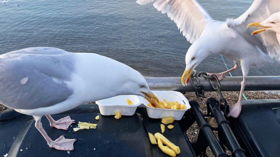 seagulls eating chips