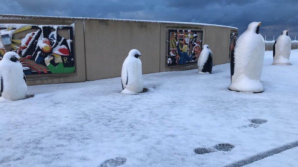 Penguins in Redcar