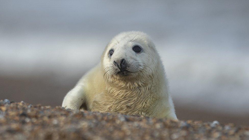 seal-pup-white-on-beach