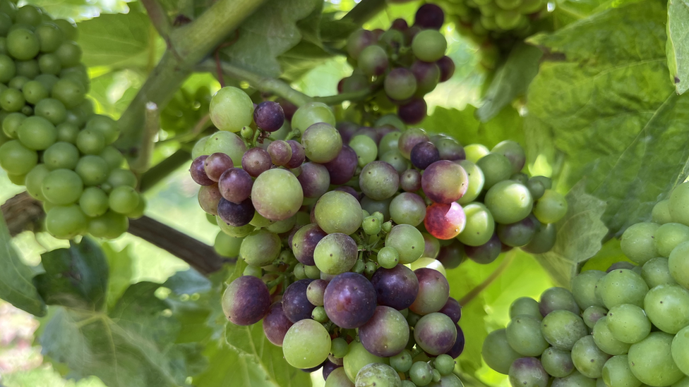 Grapes