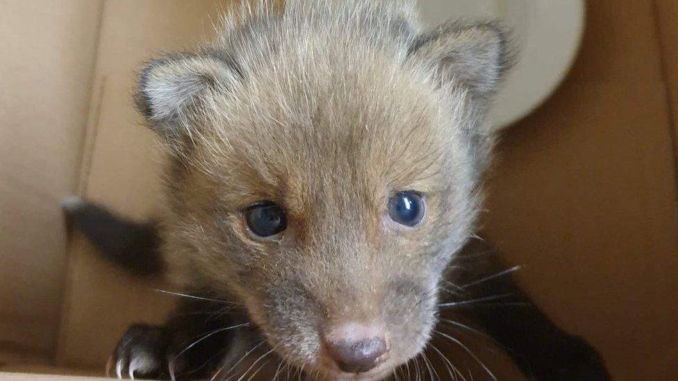 Baby fox